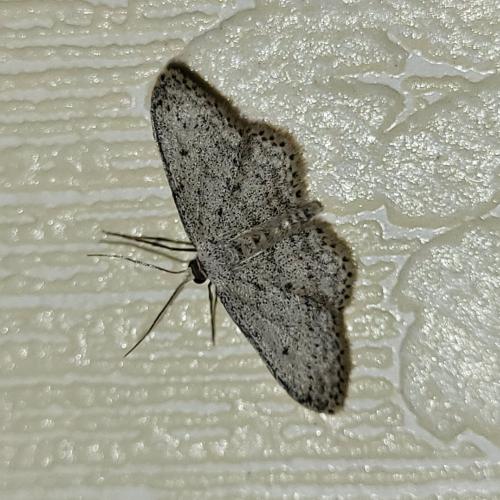 Idaea seriata